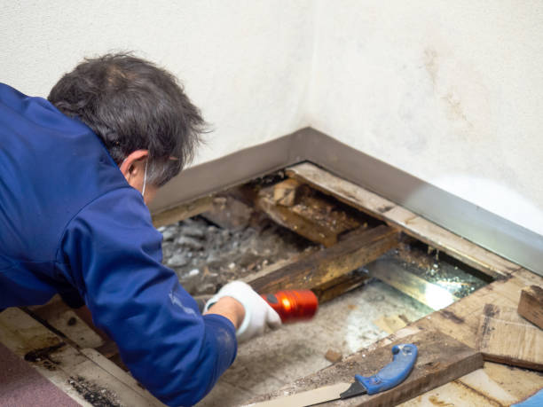 Best Local Mold Removal Service  in Alexandria, VA