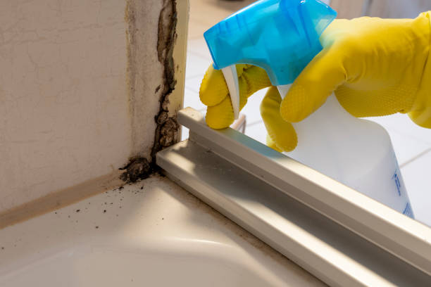 Best Mold Testing  in Alexandria, VA