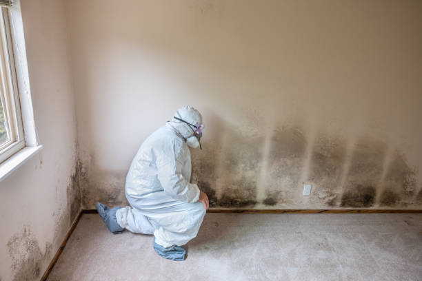 Best Commercial Mold Removal  in Alexandria, VA