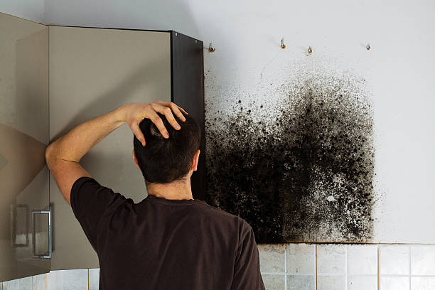 Best Mold Damage Repair  in Alexandria, VA