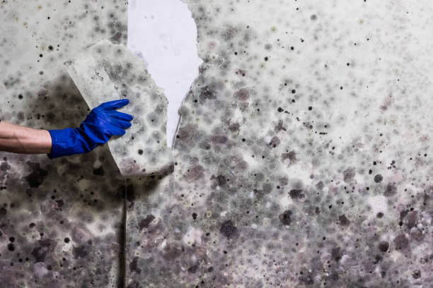Best Mold Remediation Services  in Alexandria, VA