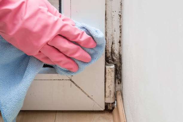 Best Professional Mold Removal  in Alexandria, VA