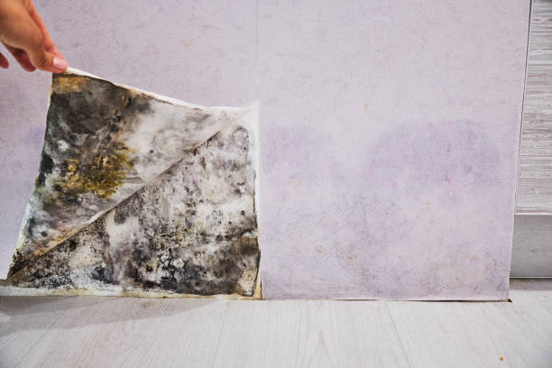 Best Toxic Mold Removal  in Alexandria, VA